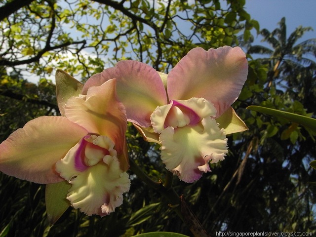 Singapore Orchid